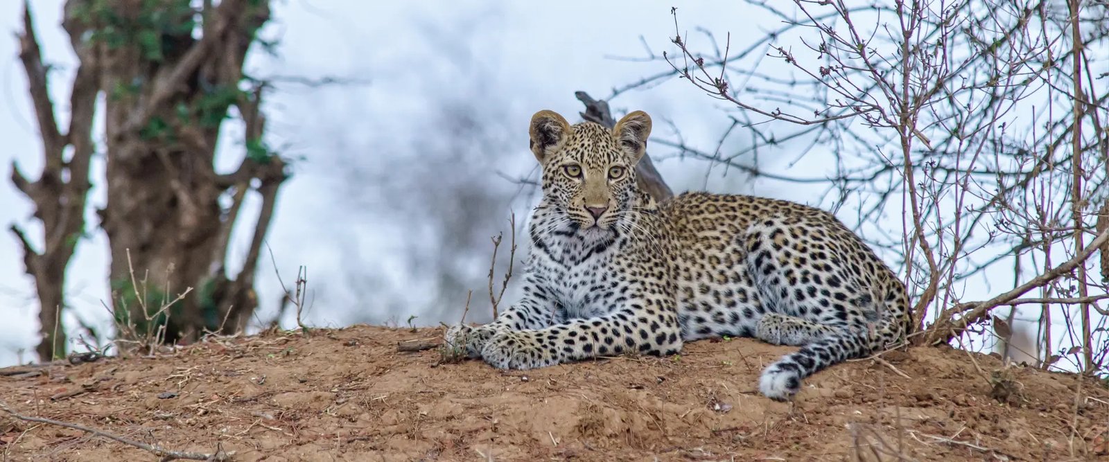 Jawai Leopard Safari